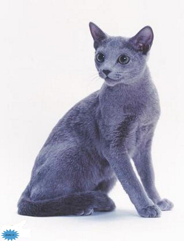 عکس گربه آبی روسی