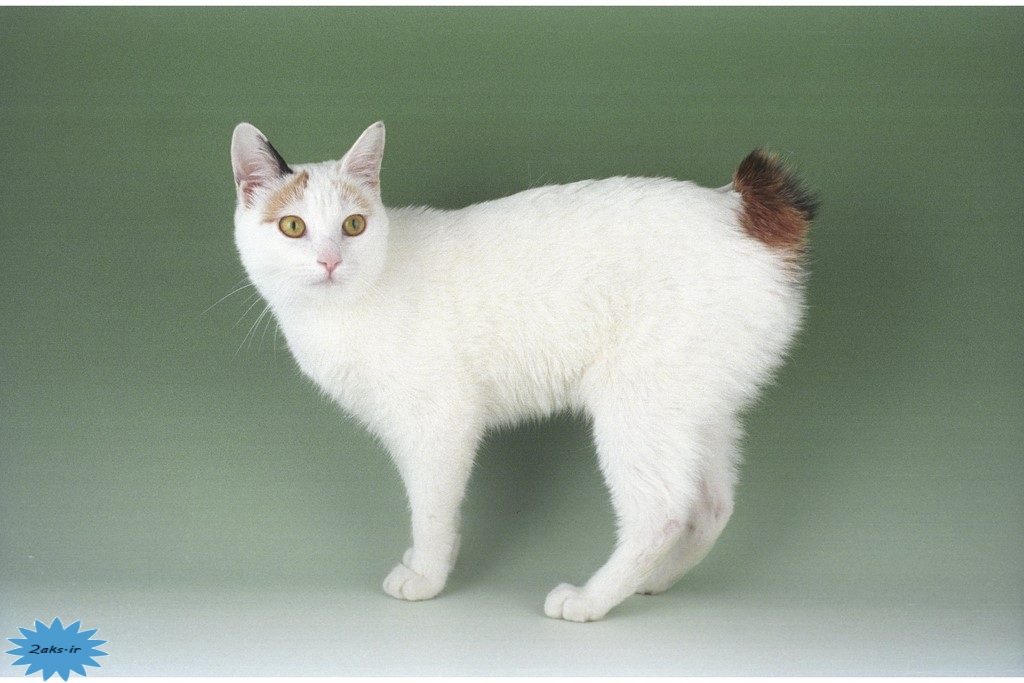 عکس گربه بابتیل ژاپنی
