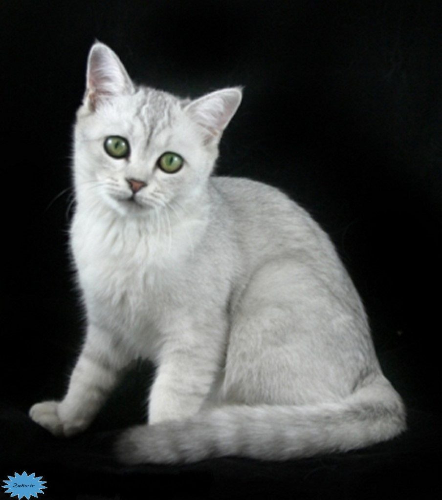عکس گربه برمیلا