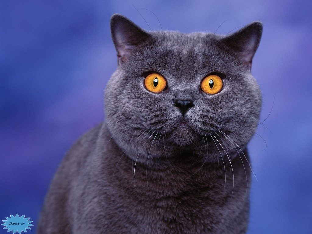 عکس گربه بریتانیایی موکوتاه