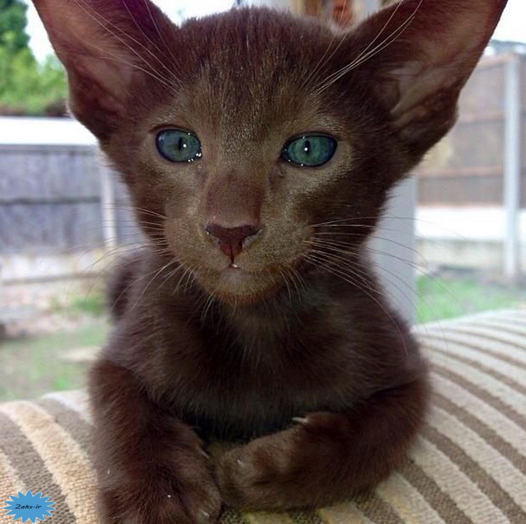 عکس گربه قهوه‌ای هاوانا