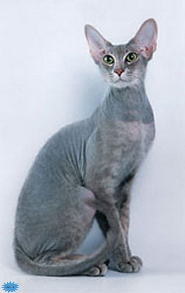 عکس گربه پیتر‌بالد