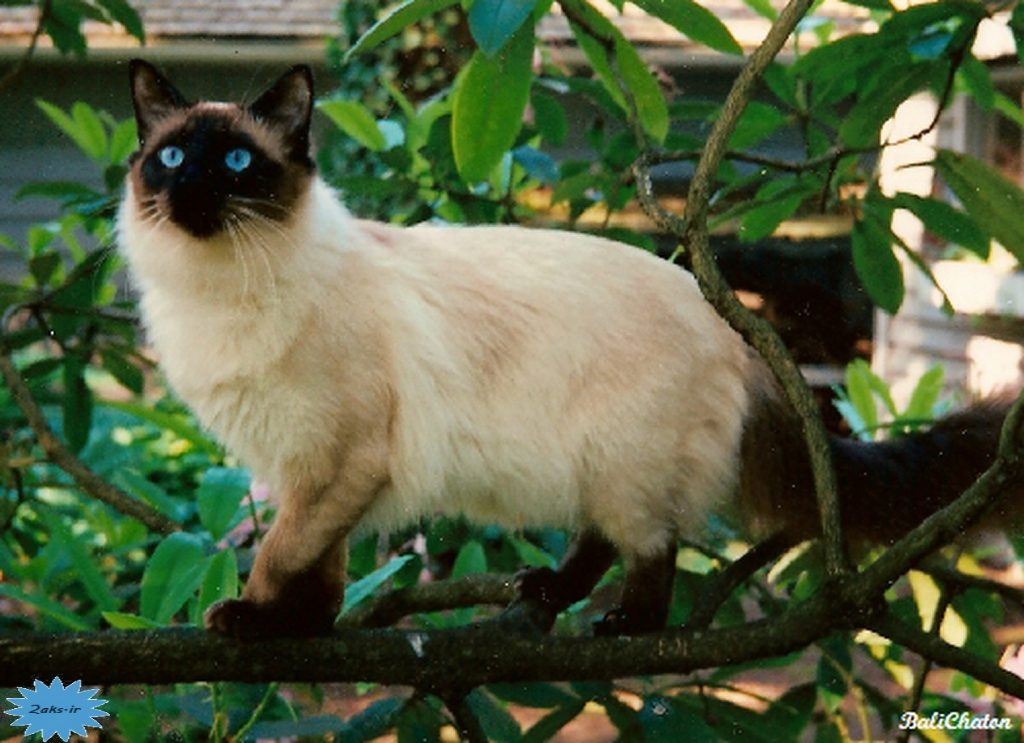 عکس گربهٔ بالیایی