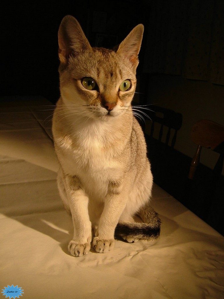 عکس گربهٔ سنگاپوری