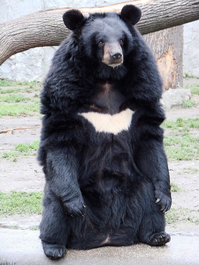 خرس سیاه