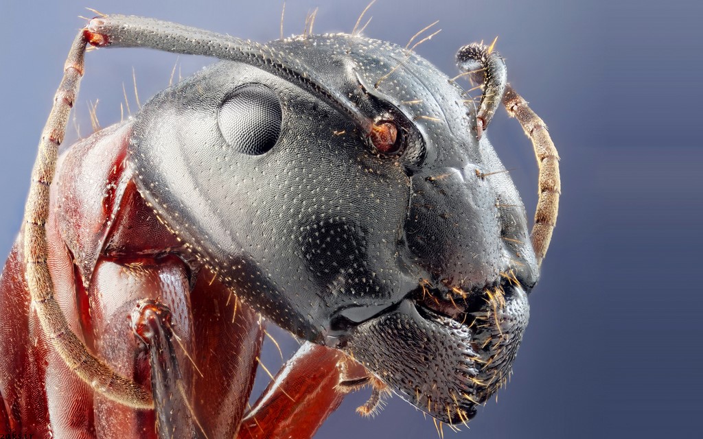 سر مورچه