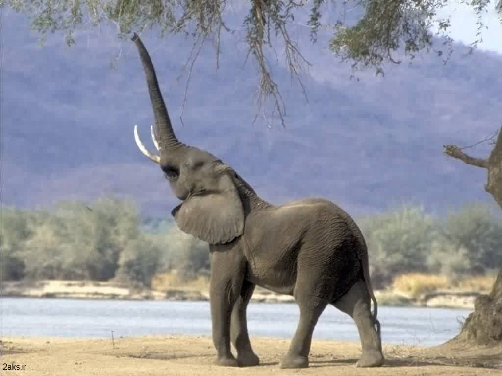 عکس فیلها