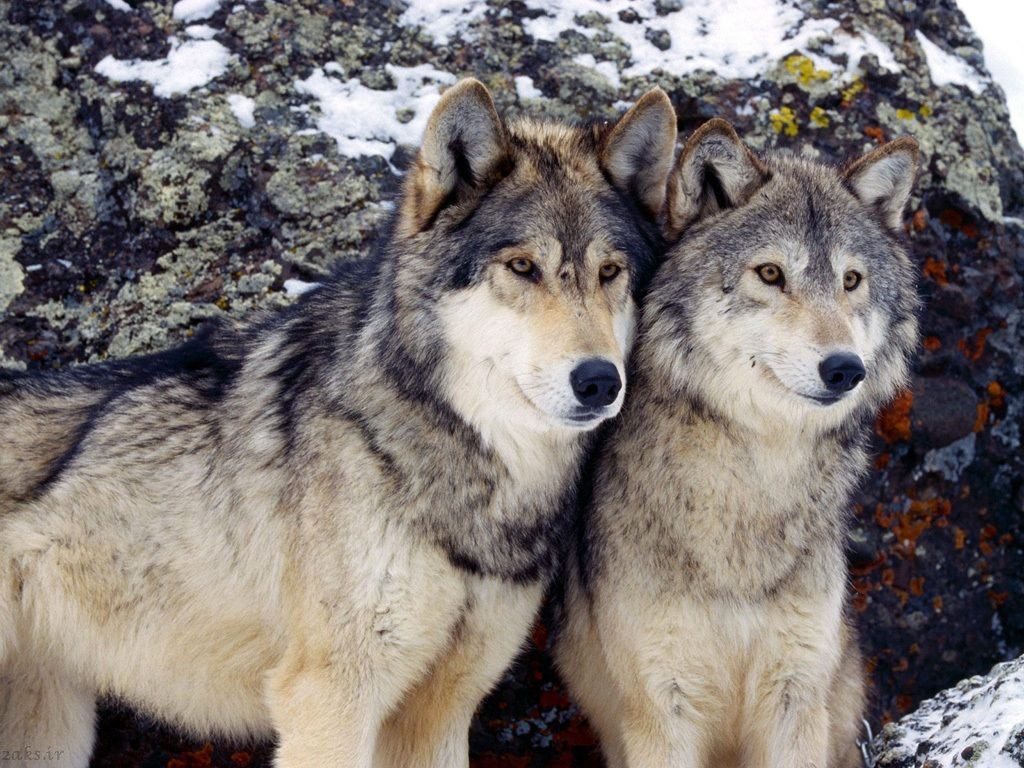 عکس گرگها