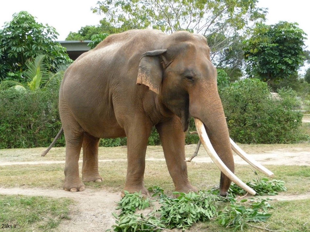 فیل آسیایی