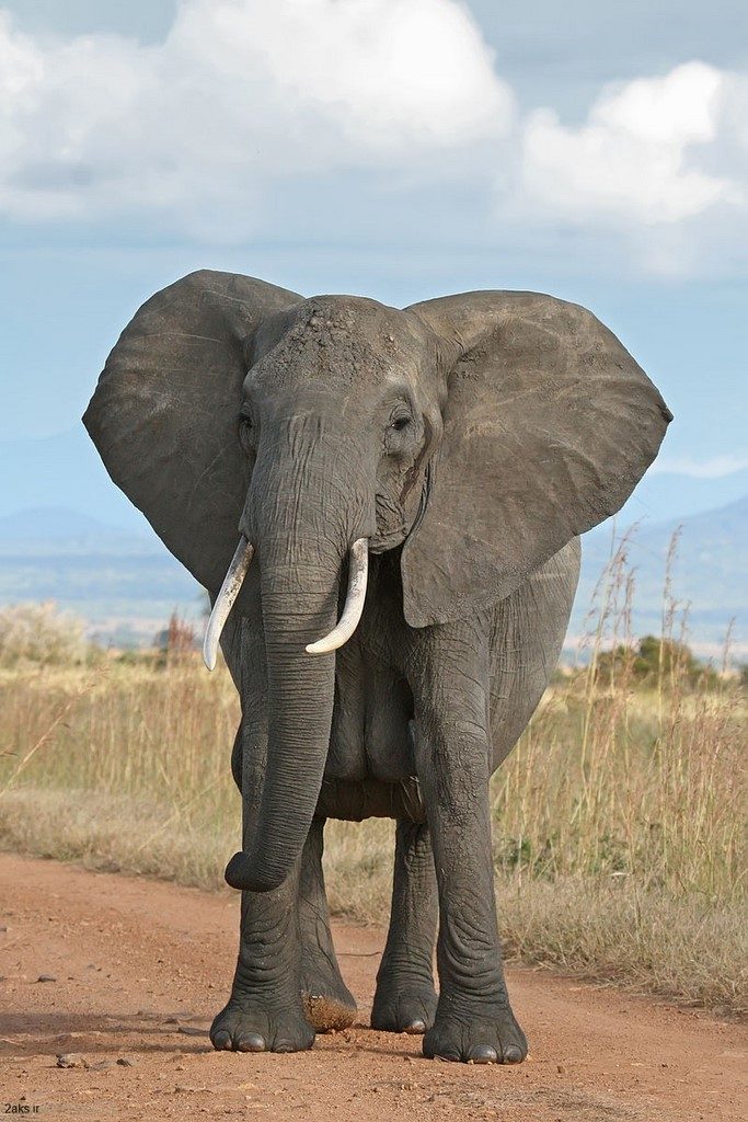فیل آفریقایی