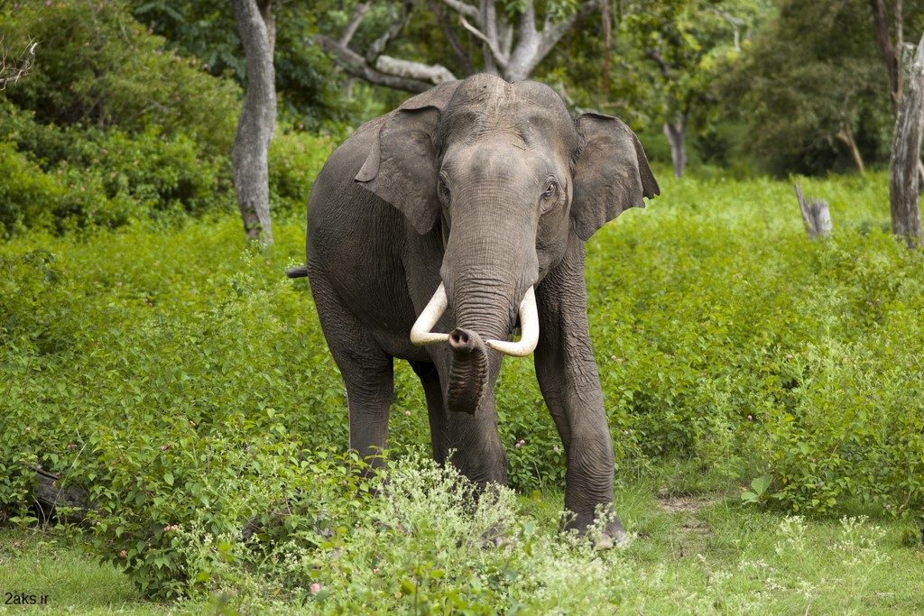 فیل در پارک