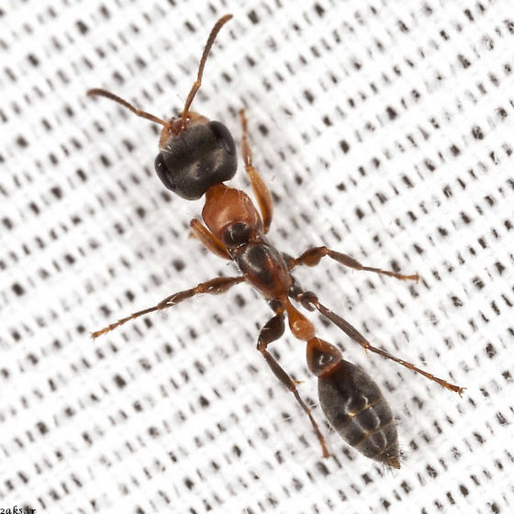 مورچه ترکه‌ای دراز