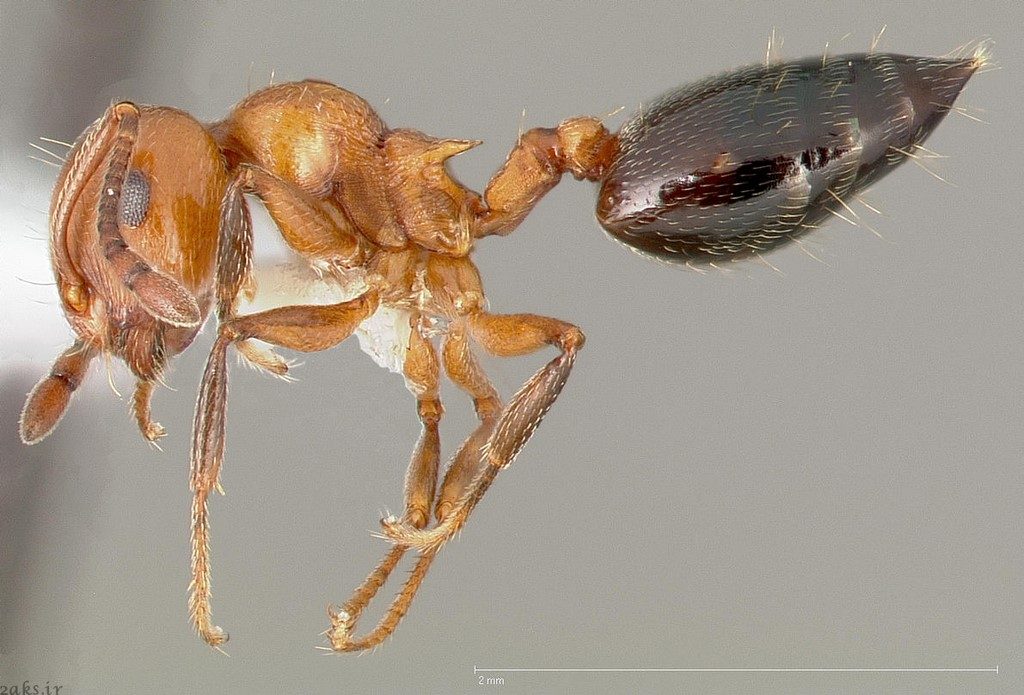 مورچه ولنتاین