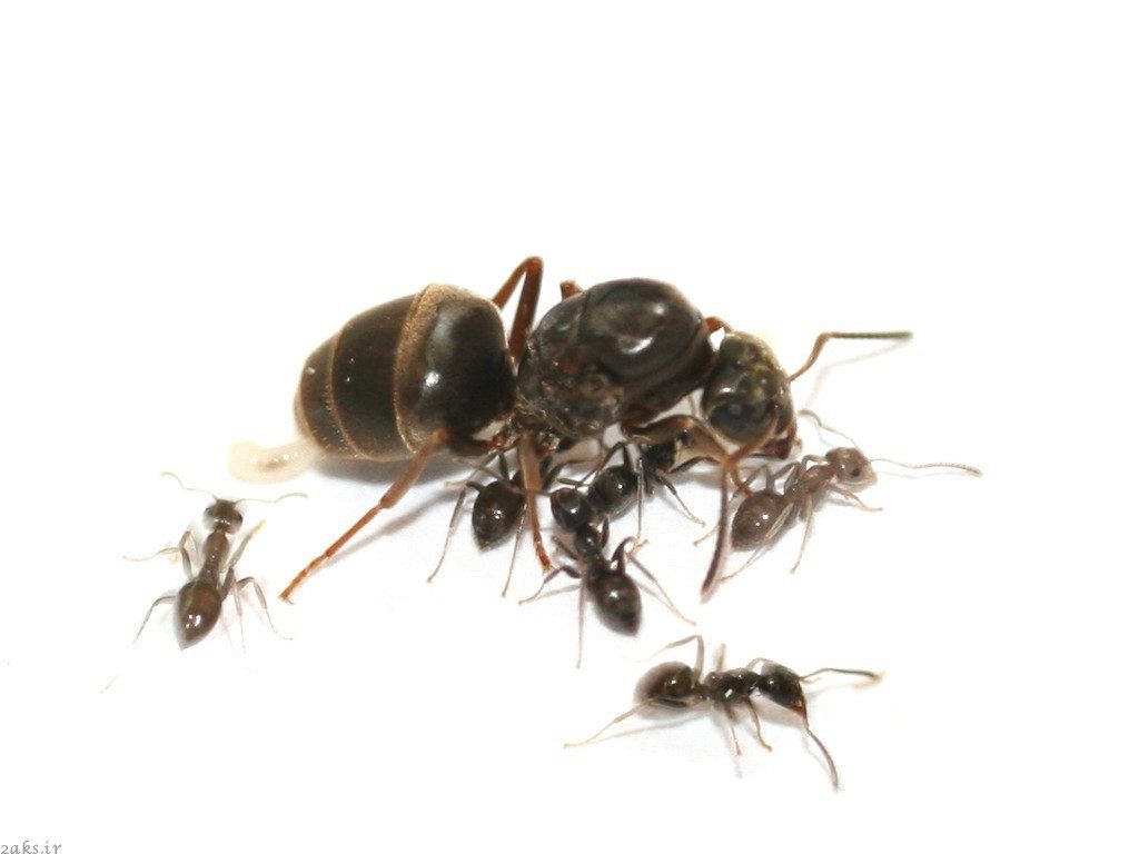 مورچهٔ باغی سیاه