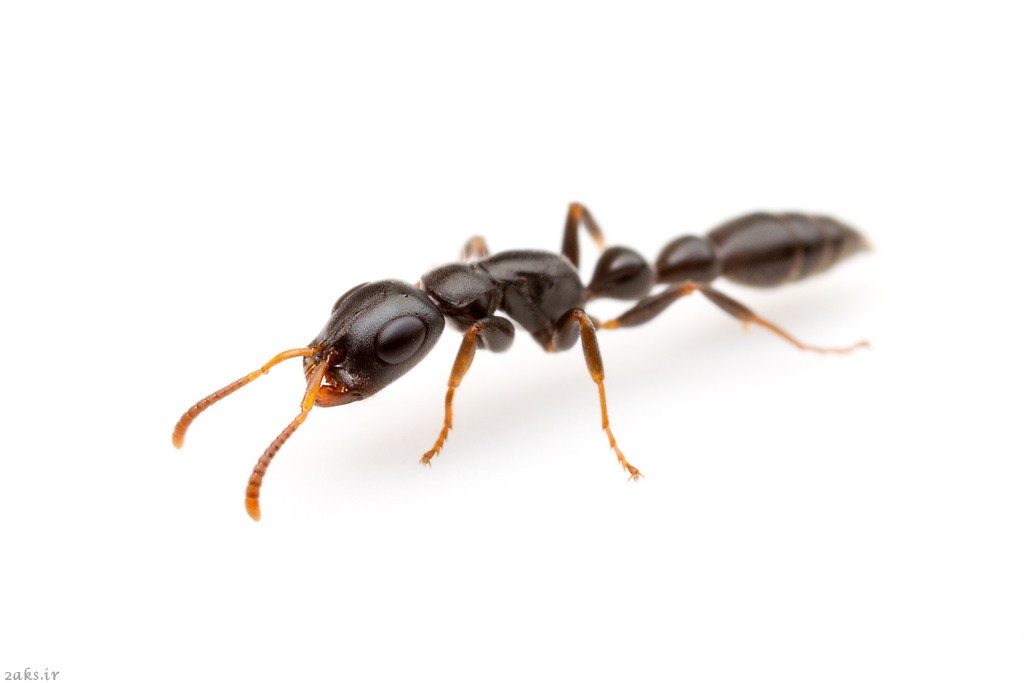 مورچه‌های لاغر