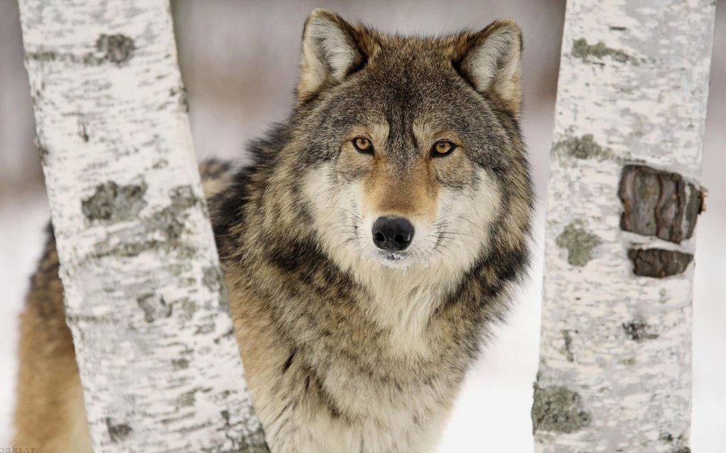 گرگ زیبا