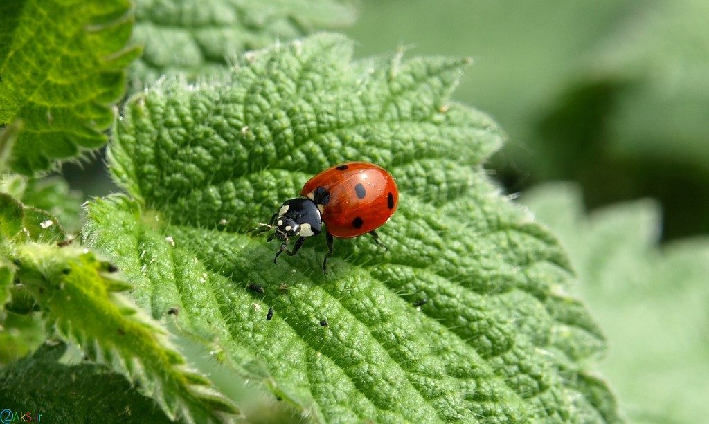 Coccinellidae images