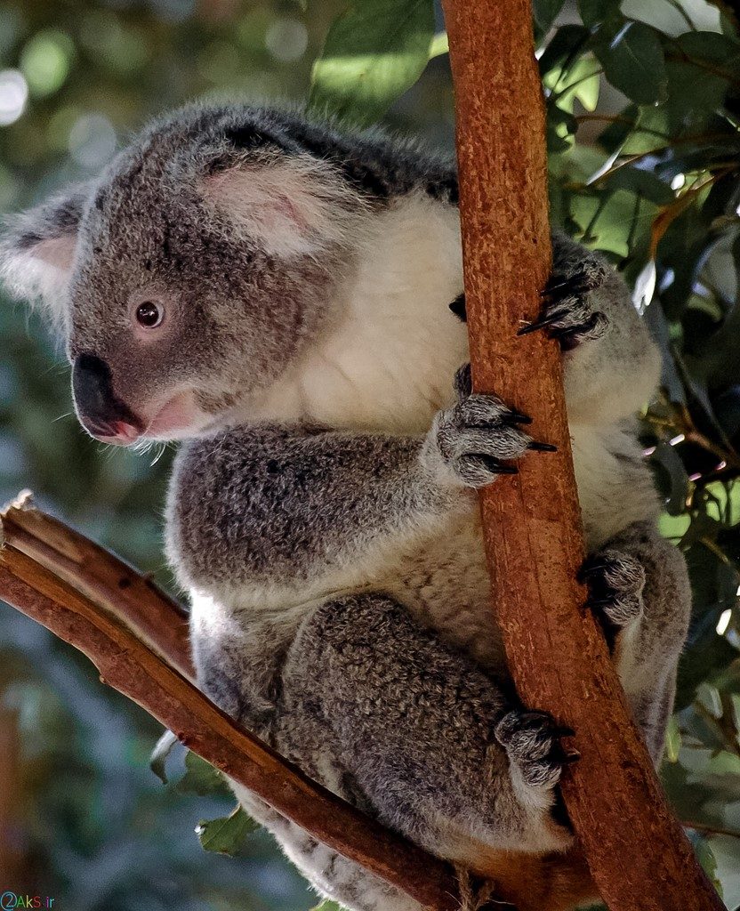 Images Koala