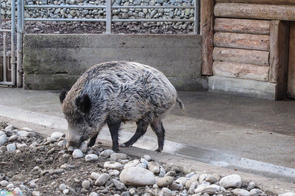 Images Wild boar