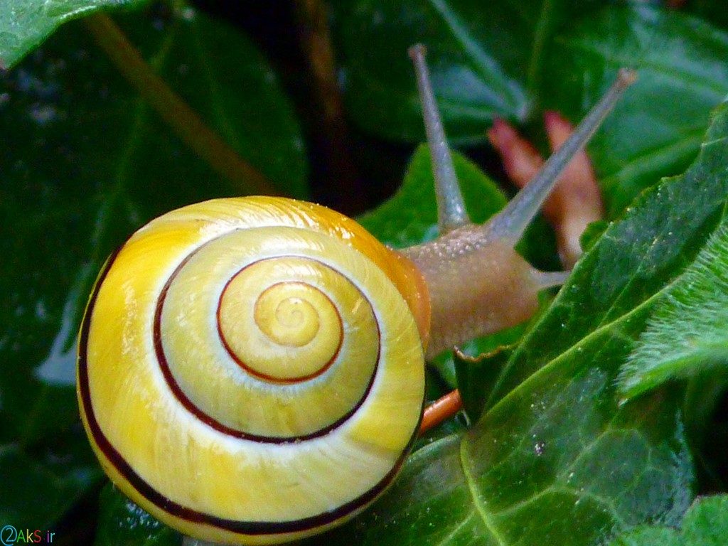 Photos Snail