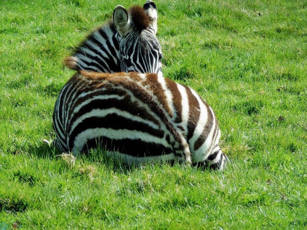 Photos Zebra