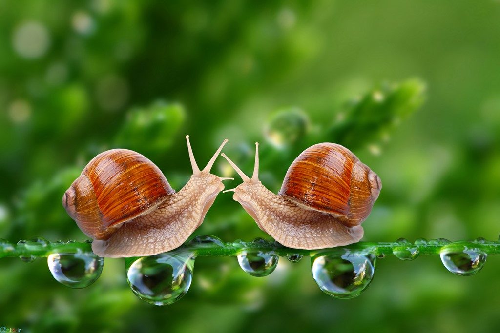 picture Snail