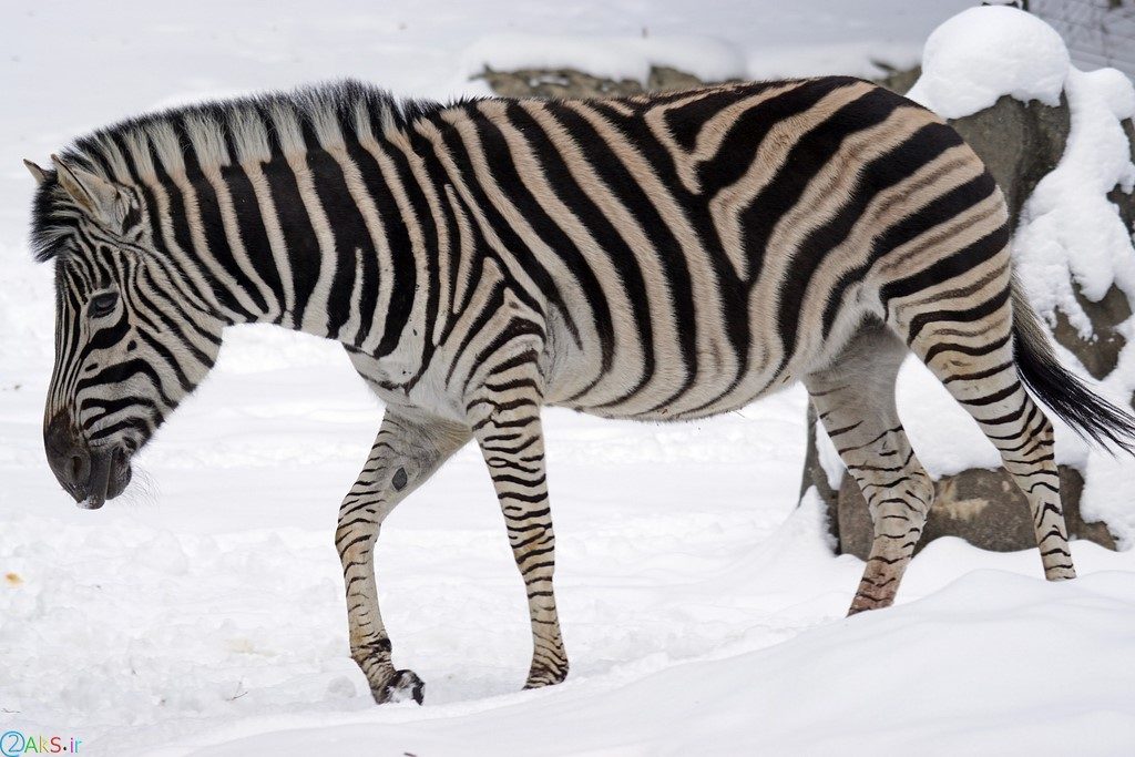 picture Zebra