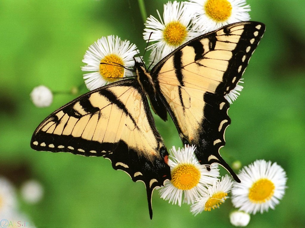 Butterflies images
