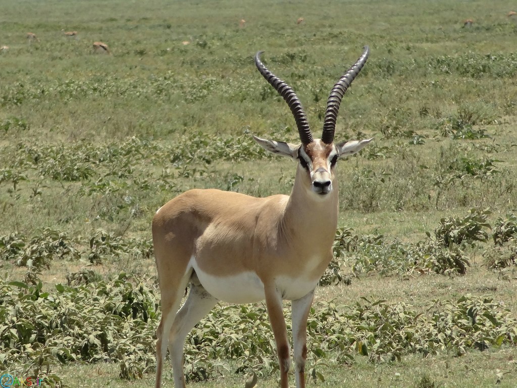 Image gazelle