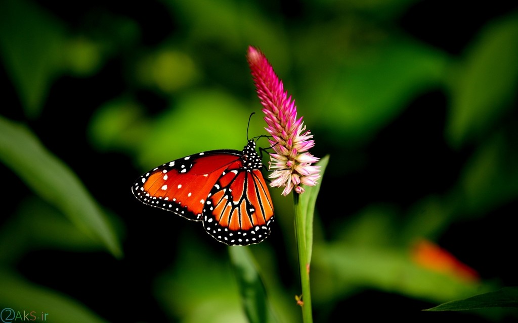 Photo Butterflies