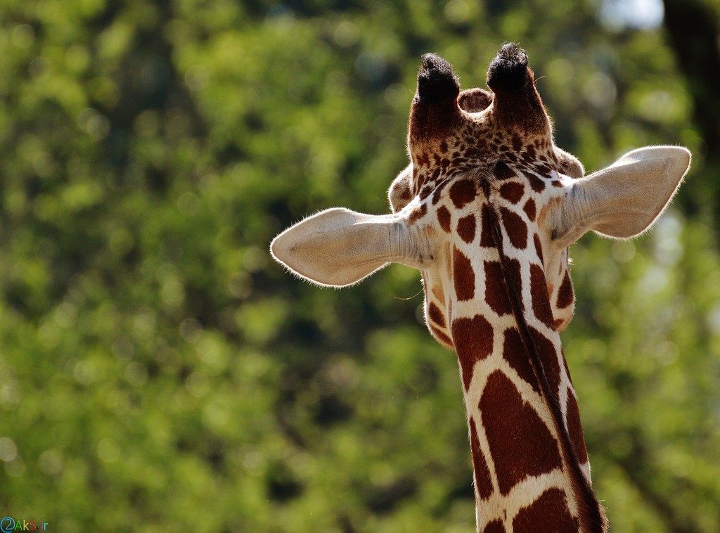 Photo Giraffe