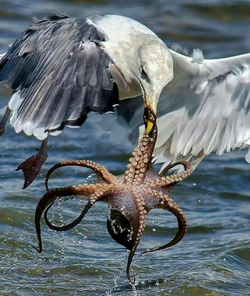 Photo Octopus