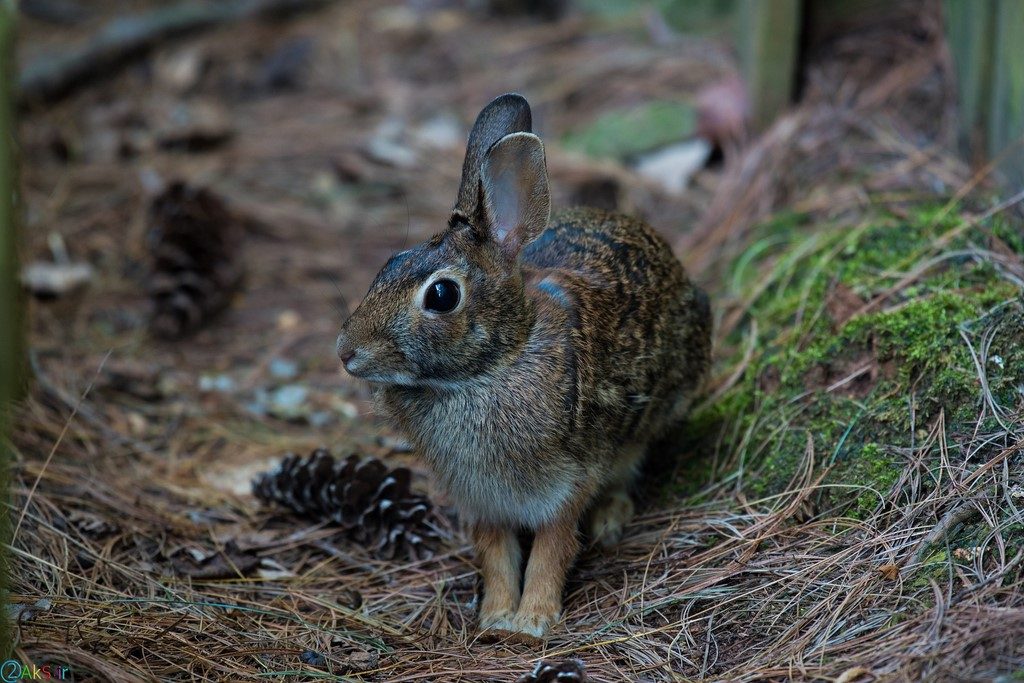 Photo rabbit
