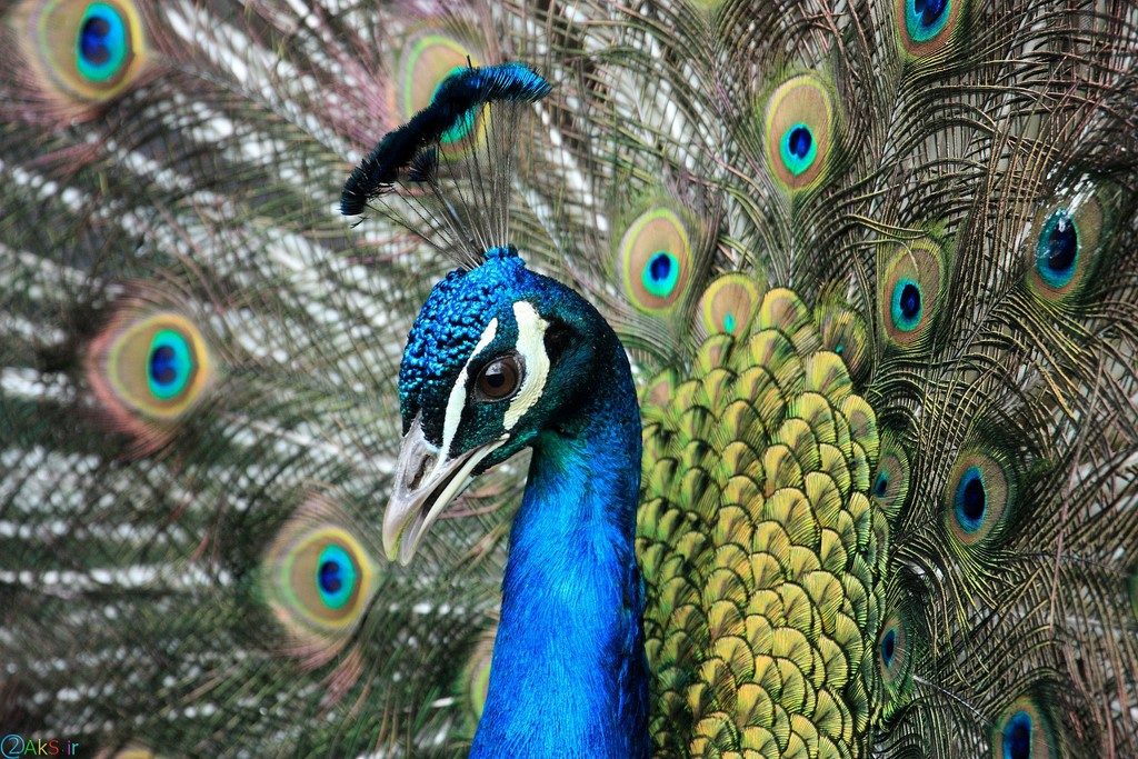 Photo peacock