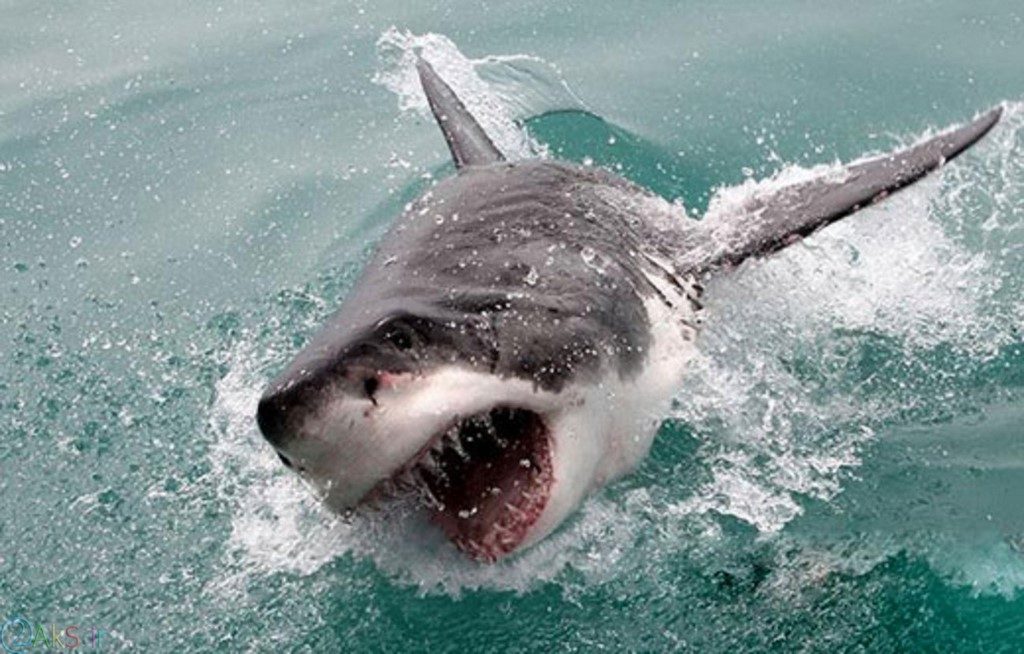 Photo shark