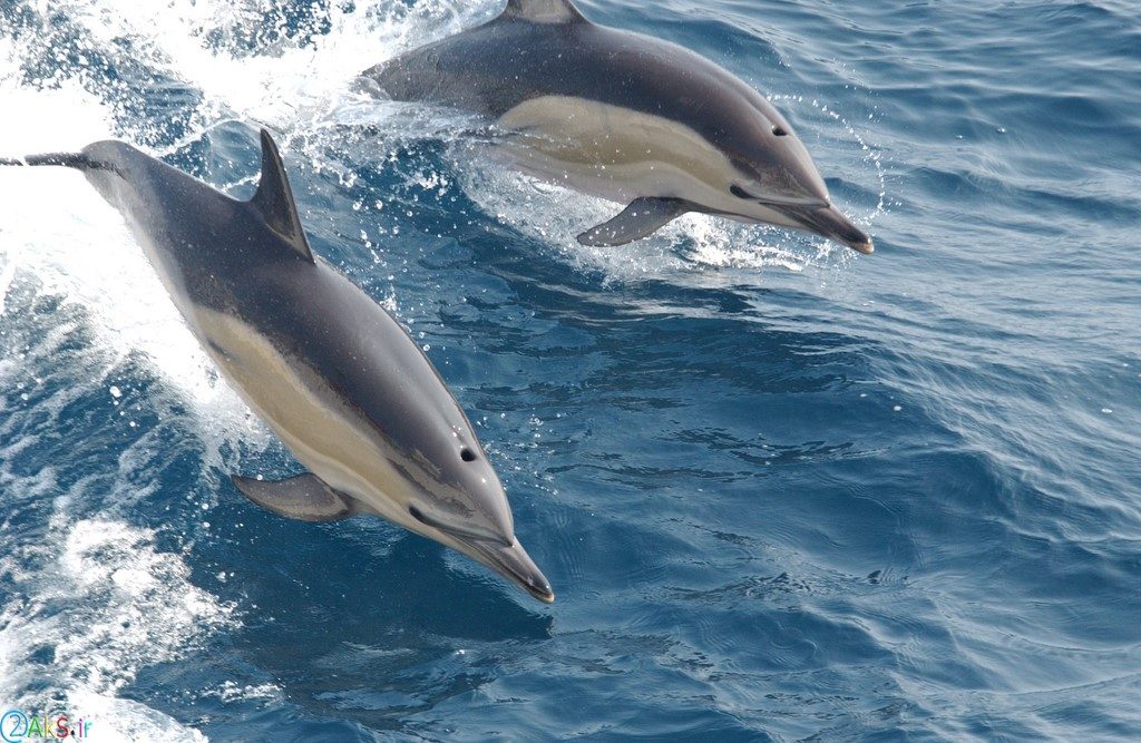Photos Dolphin