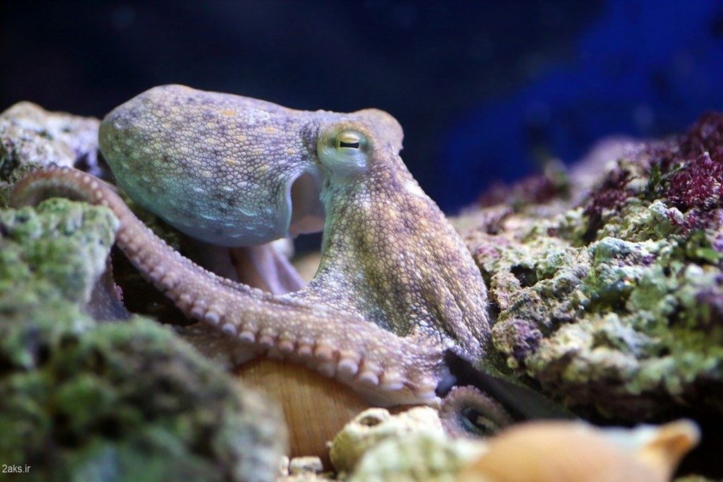 Photos Octopus