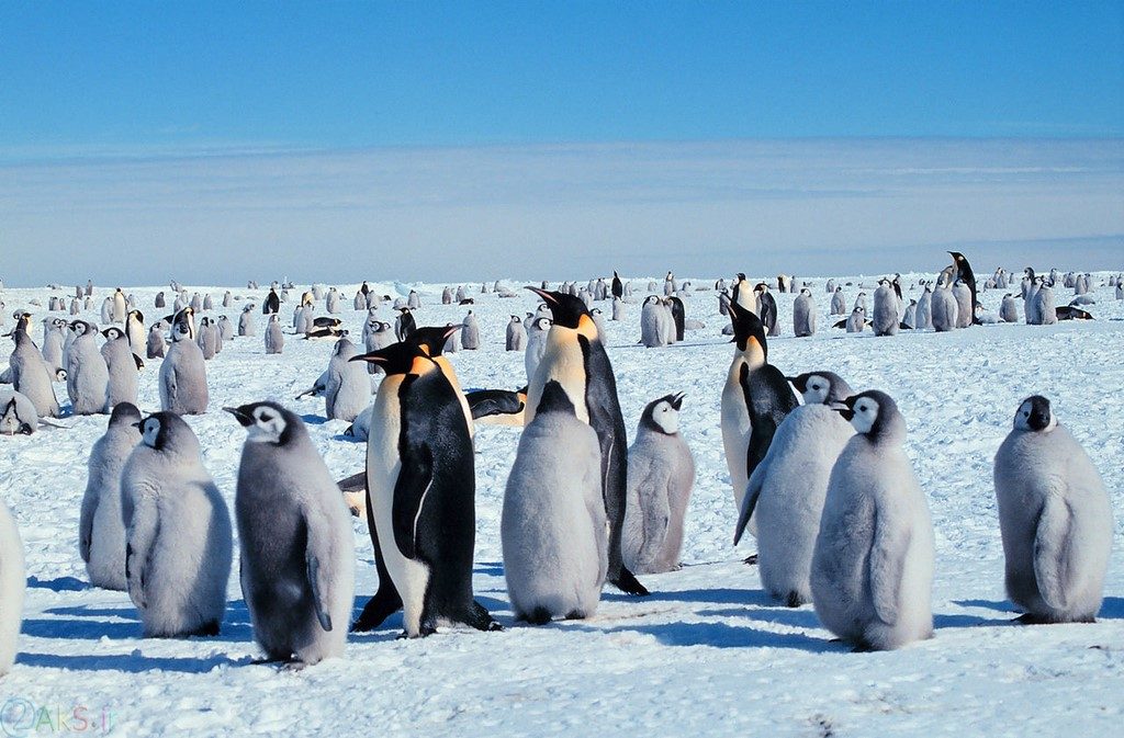 Photos Penguin
