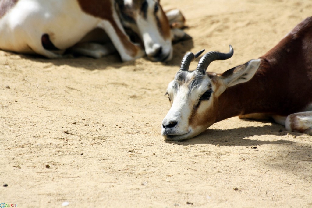 Photos gazelle