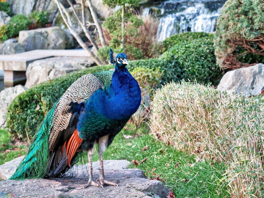 Photos peacock