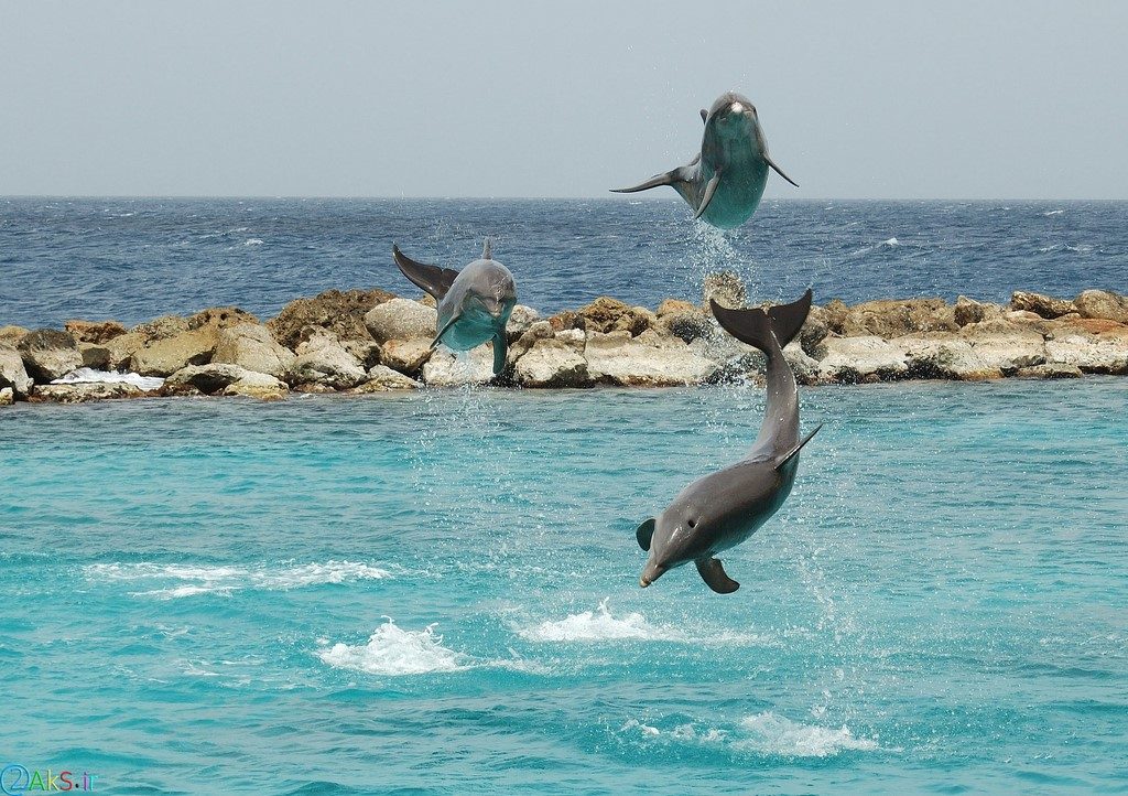 image Dolphin