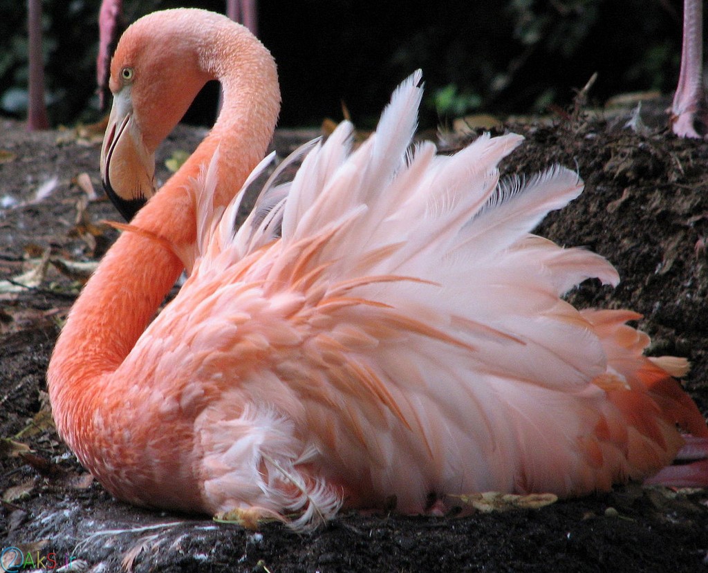 image Flamingo