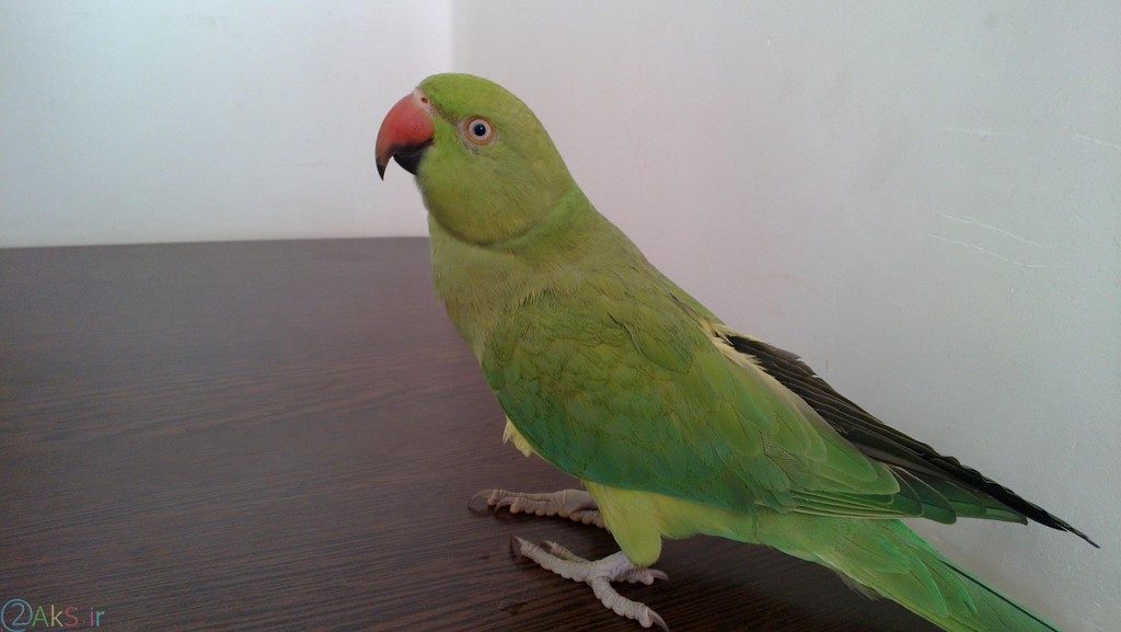 image Parrot