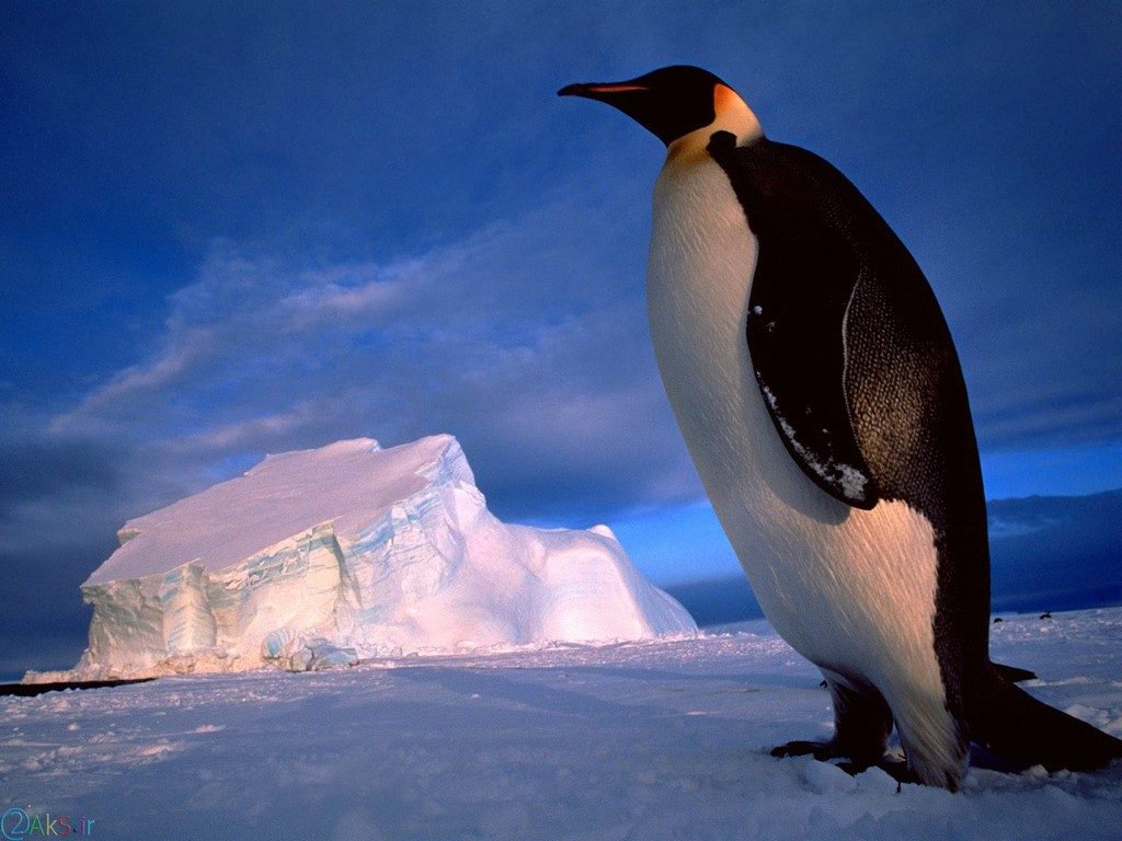image Penguin