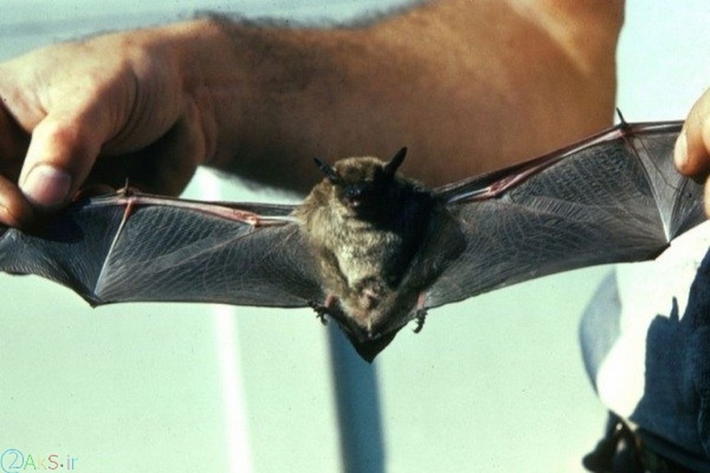 images Bat