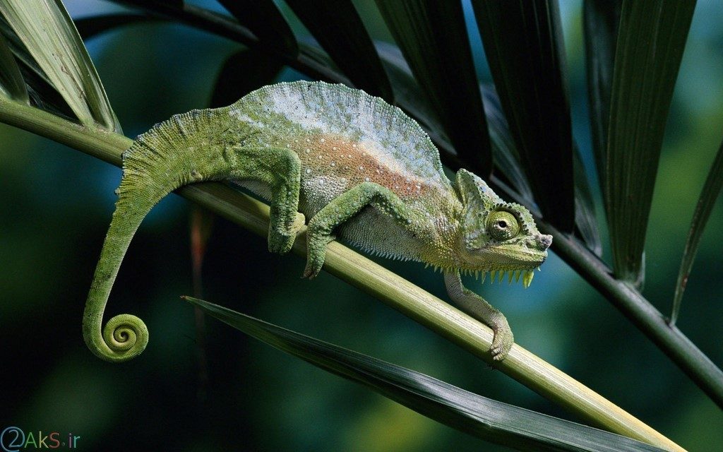 images Chameleon