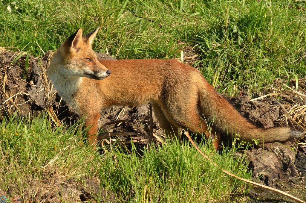 images Fox
