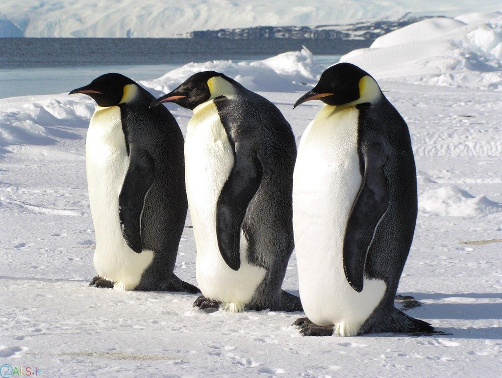 picture Penguin