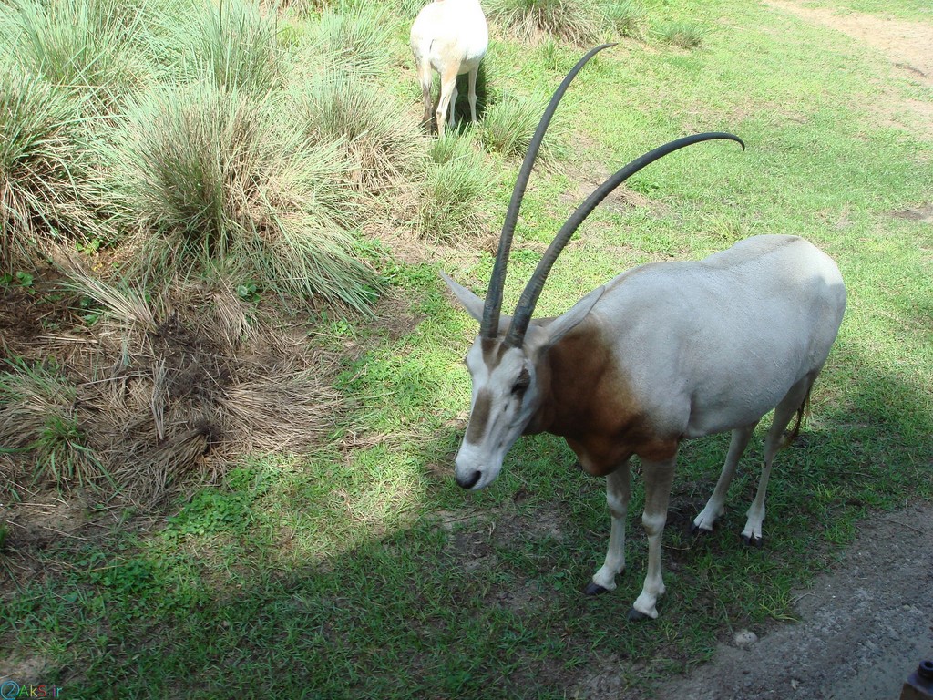 picture gazelle