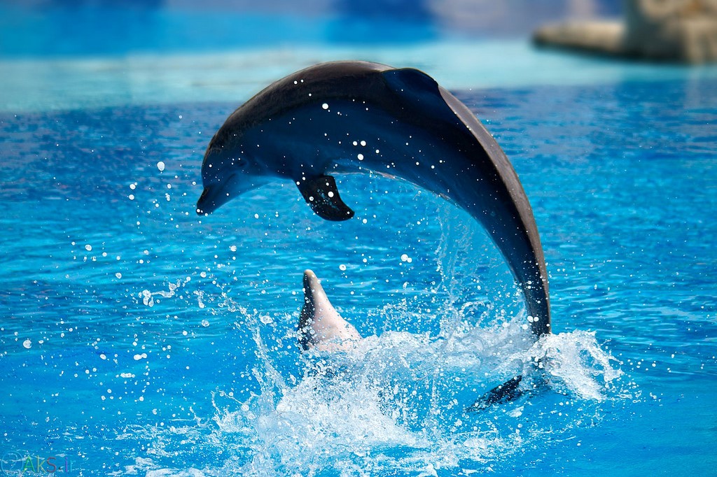 pictures Dolphin